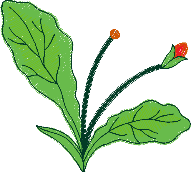 Floral 18  (4)