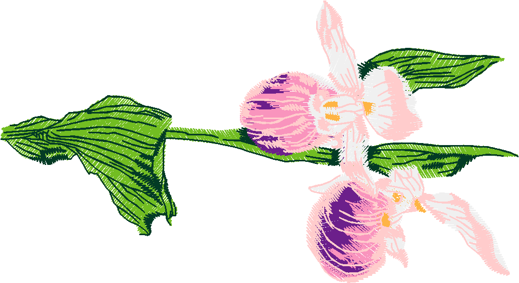 Floral 191 (50)