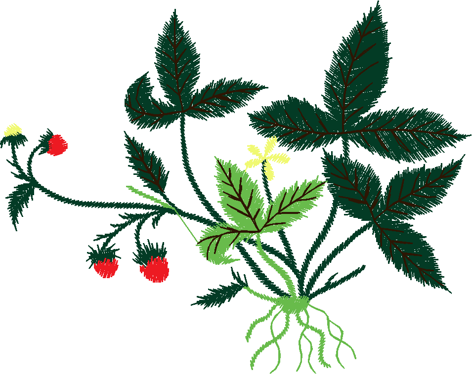 Floral 191 (72)