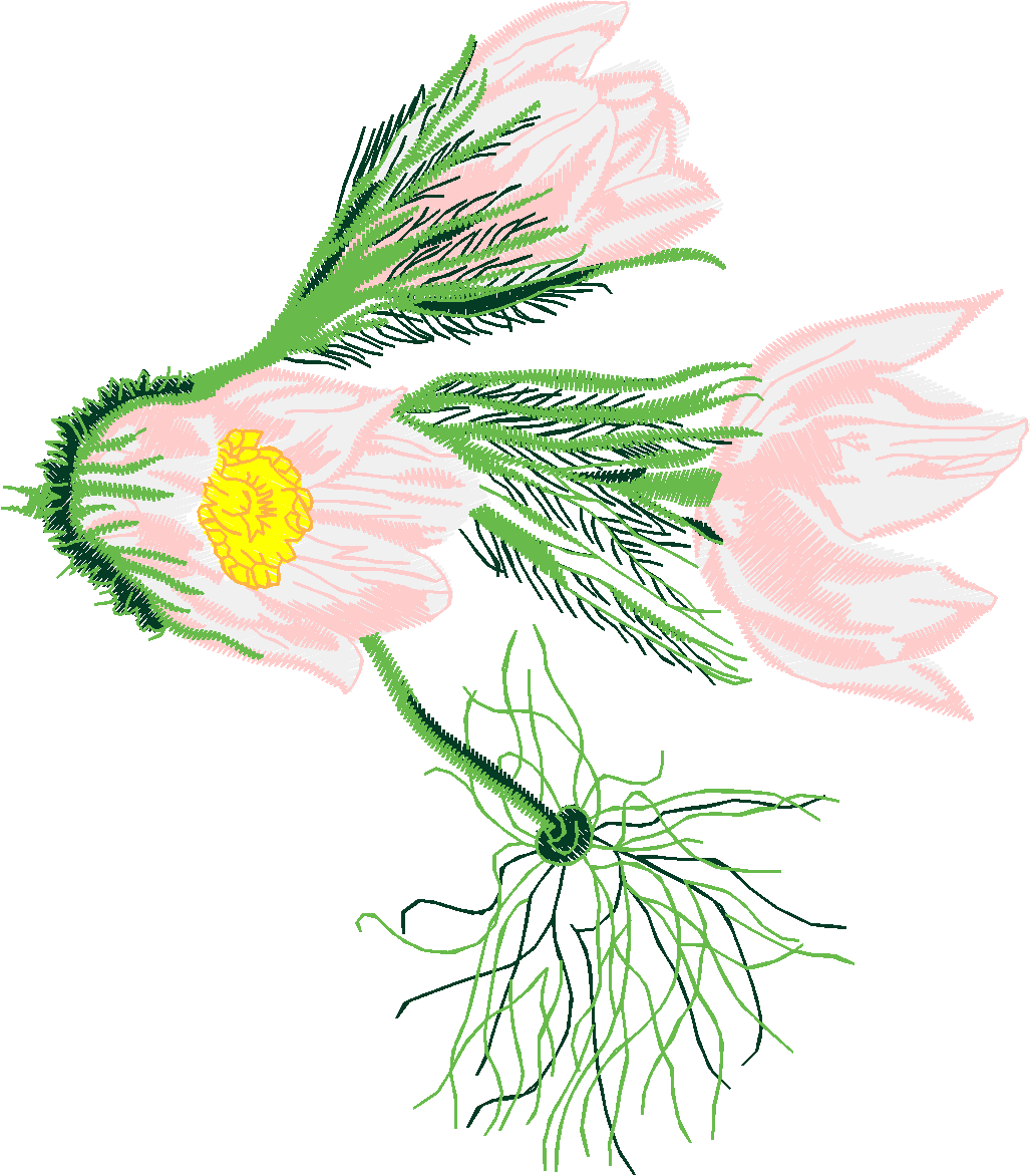 Floral 208  (51)
