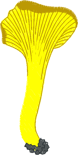 Floral 21  (5)