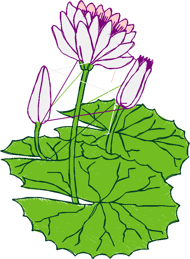 Floral 214  (3)