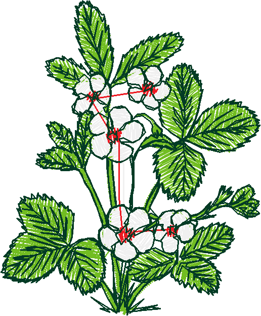 Floral 214  (9)