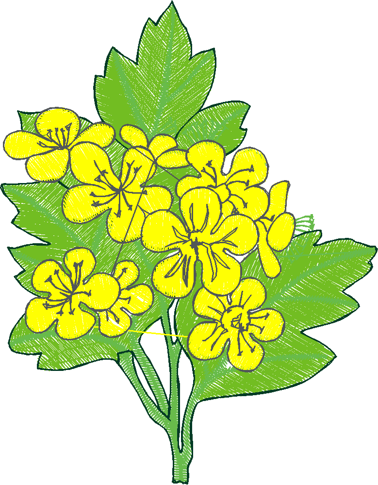 Floral 217  (15)