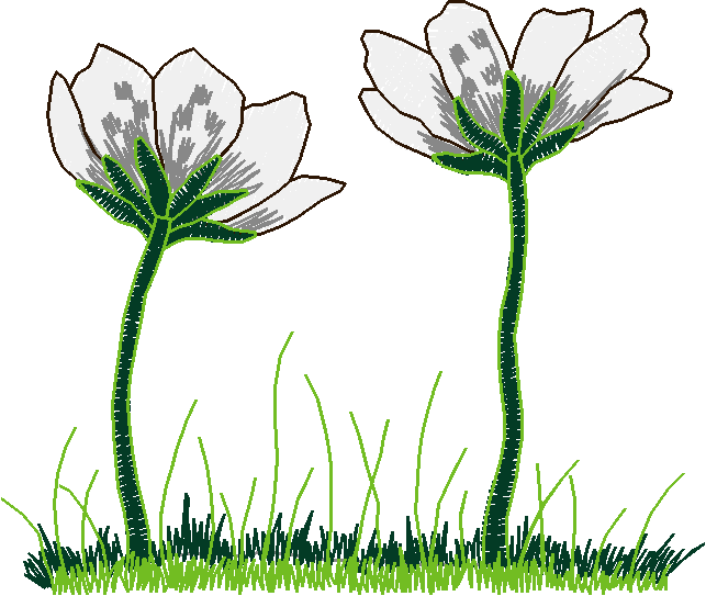 Floral 226  (4)