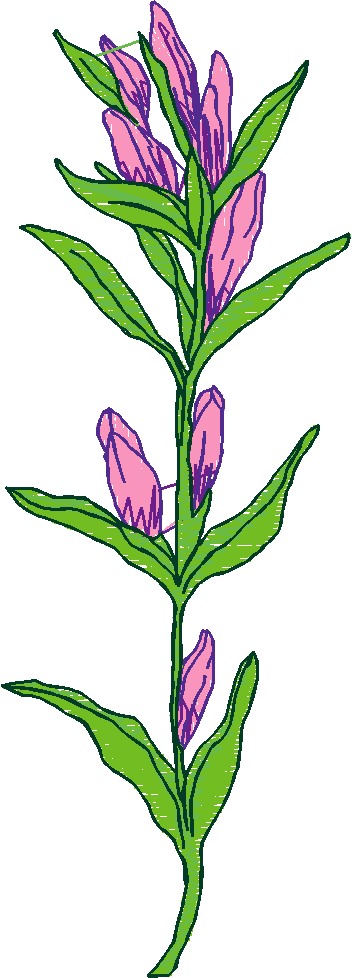 Floral 5  (2)