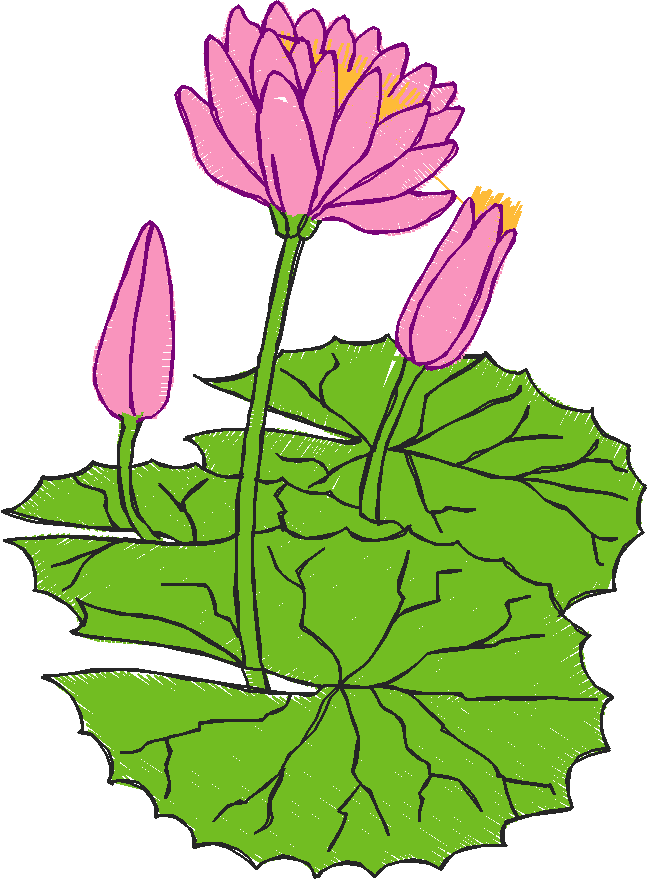 Floral 63  (3)