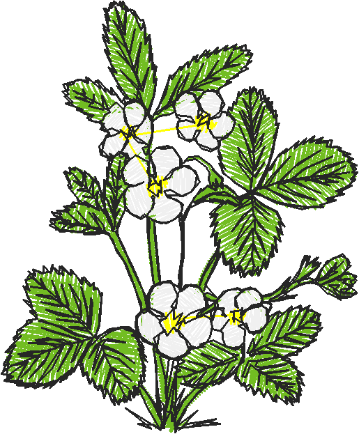 Floral 63  (9)