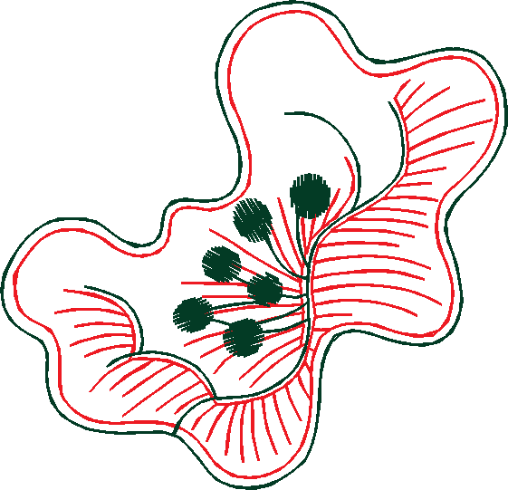 Floral 81  (37)