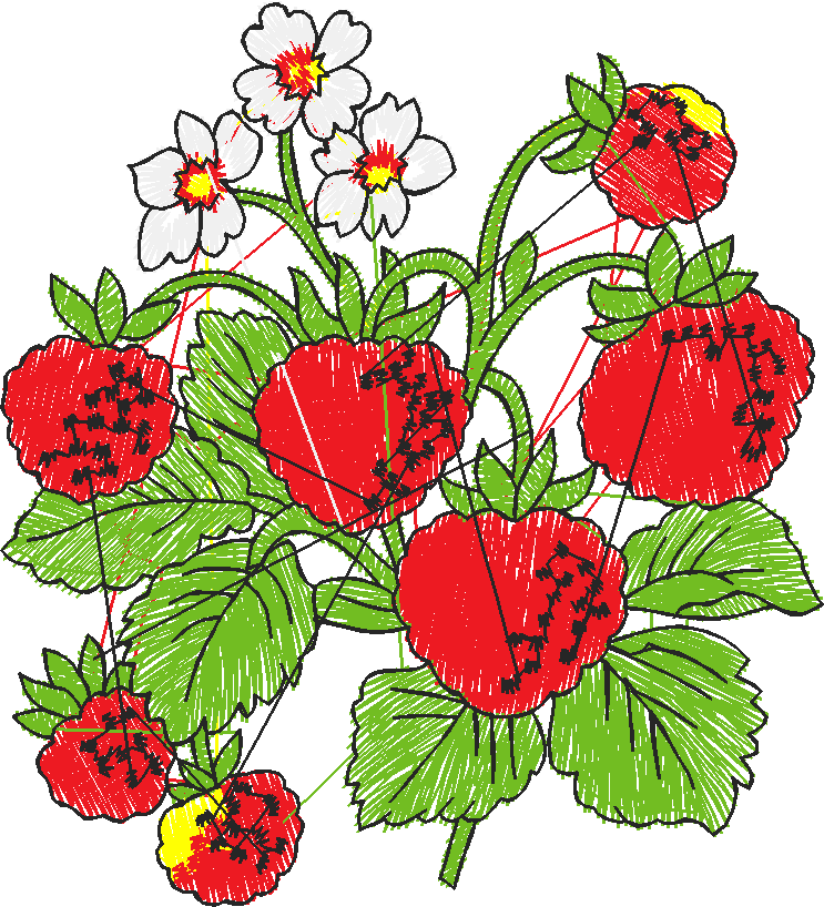 Fruit 6  (11)