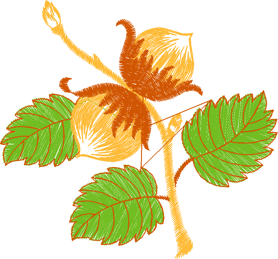 Fruit 7  (15)