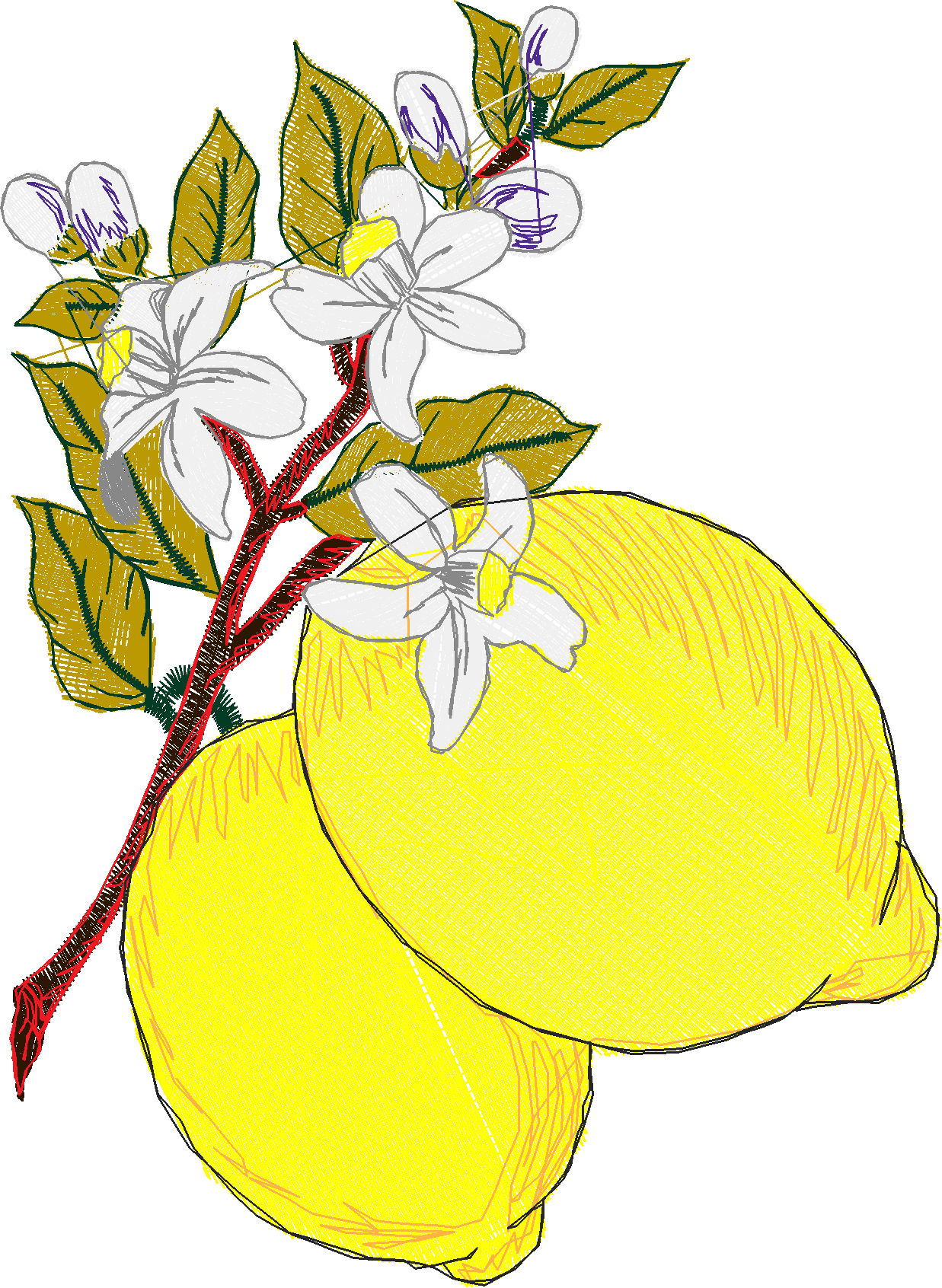 Fruit 8  (5)