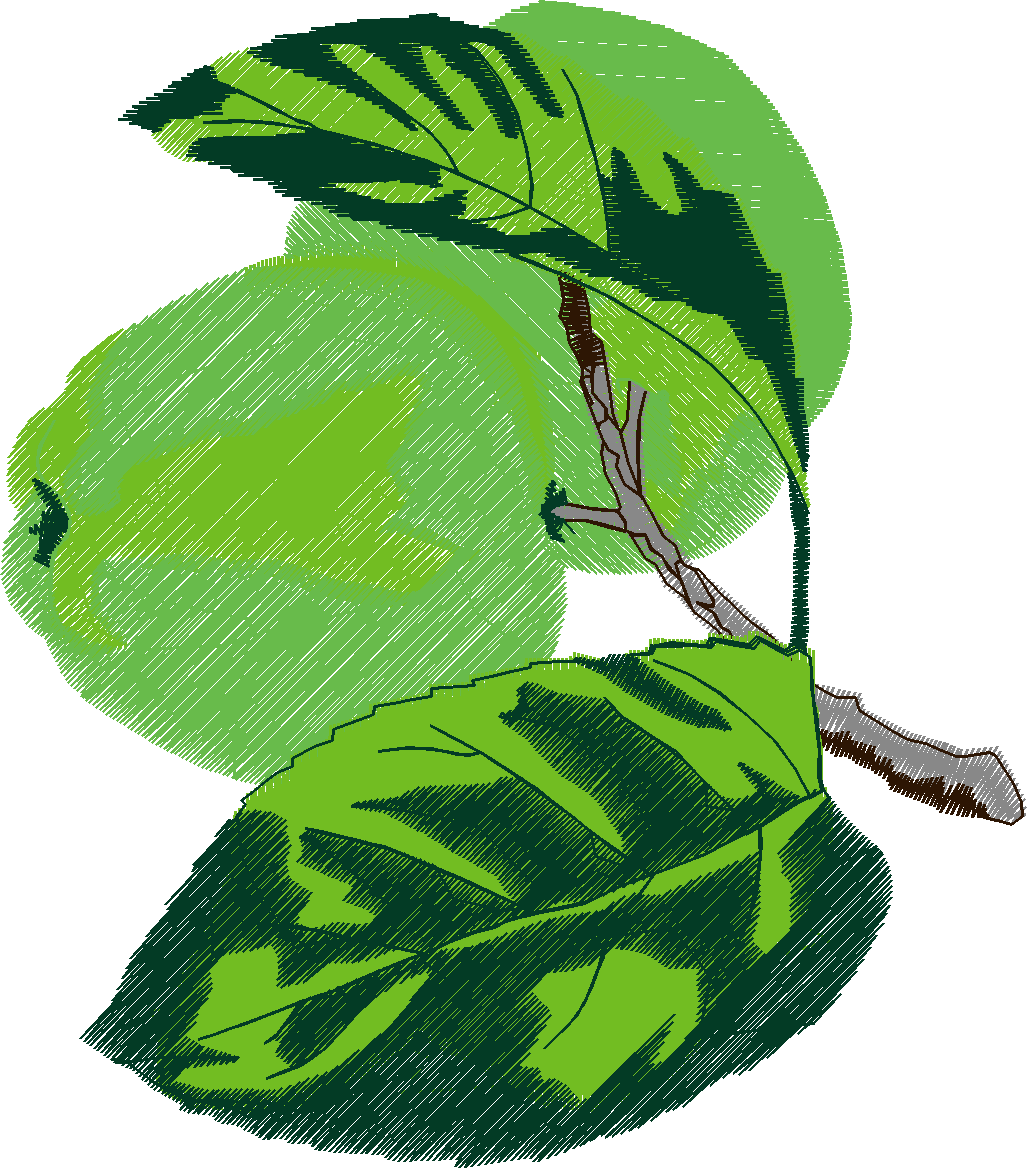 Fruit & Vegetables 17  (34)