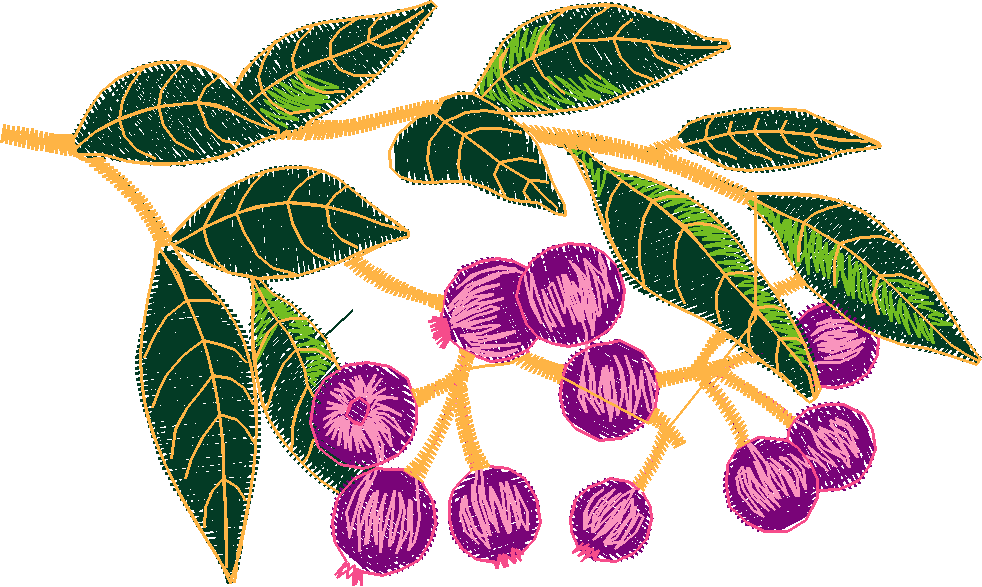 Fruit & Vegetables 4  (7)