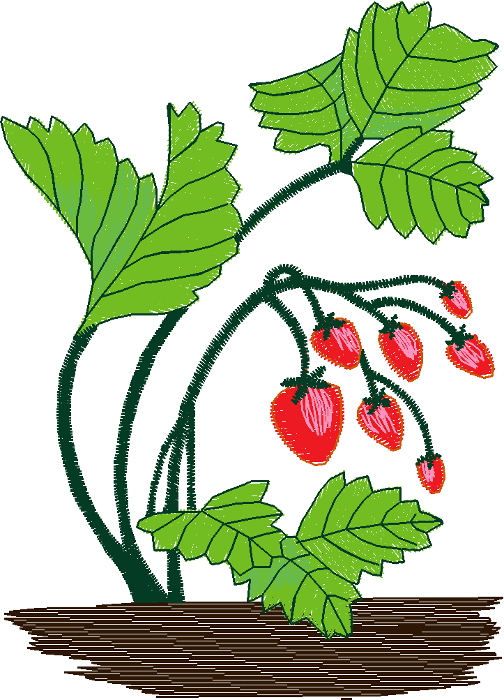 Fruit & Vegetables 5  (17)