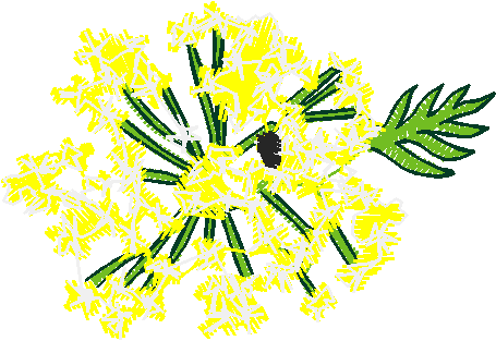 24003