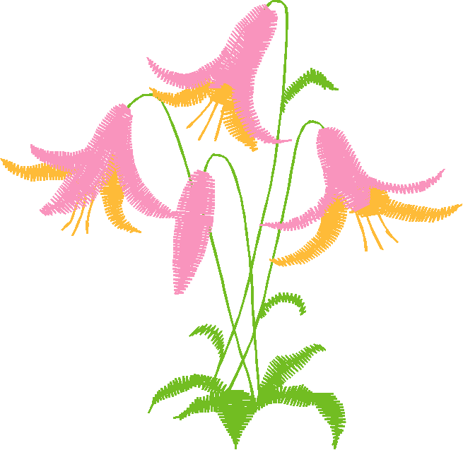 Canlily