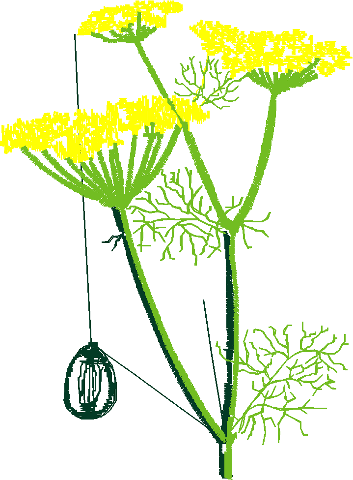 Dill6