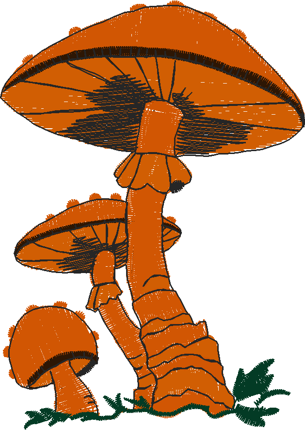 Fl123