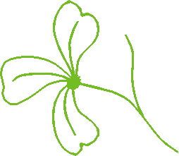 Flower6