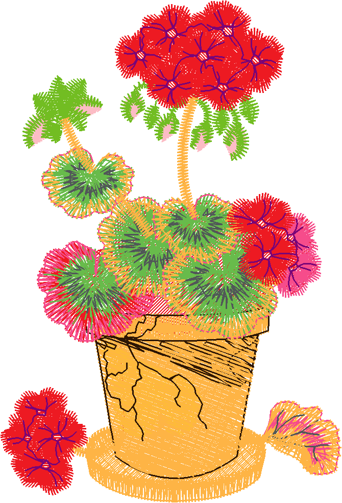 Geranium In Pot