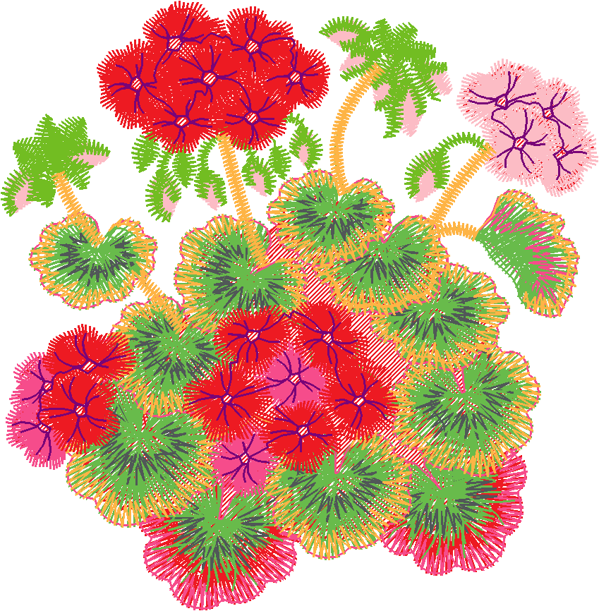 Geranium