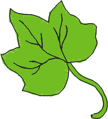 Ivy2