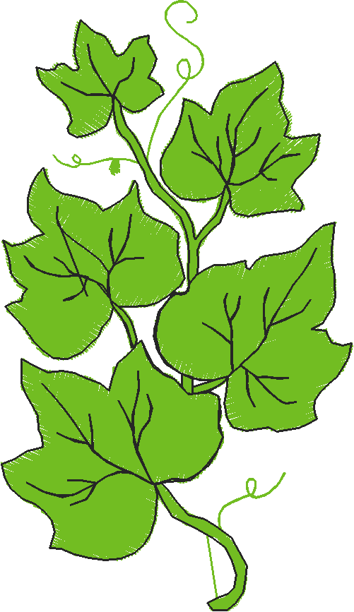 Ivy3