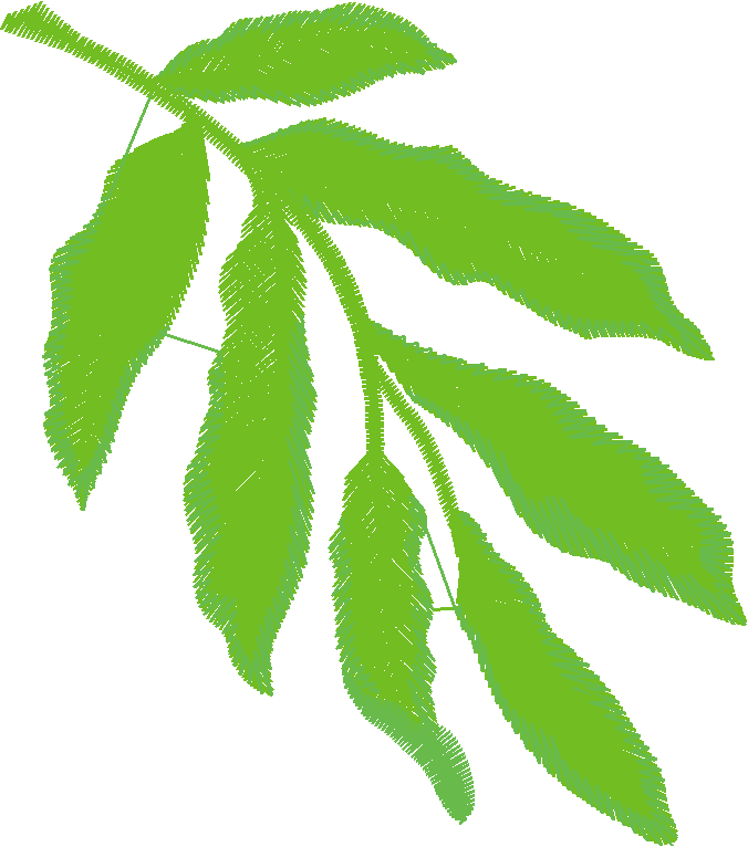 Leaf13