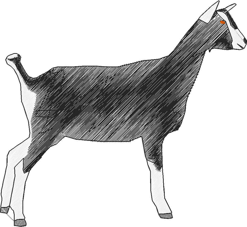 Goats