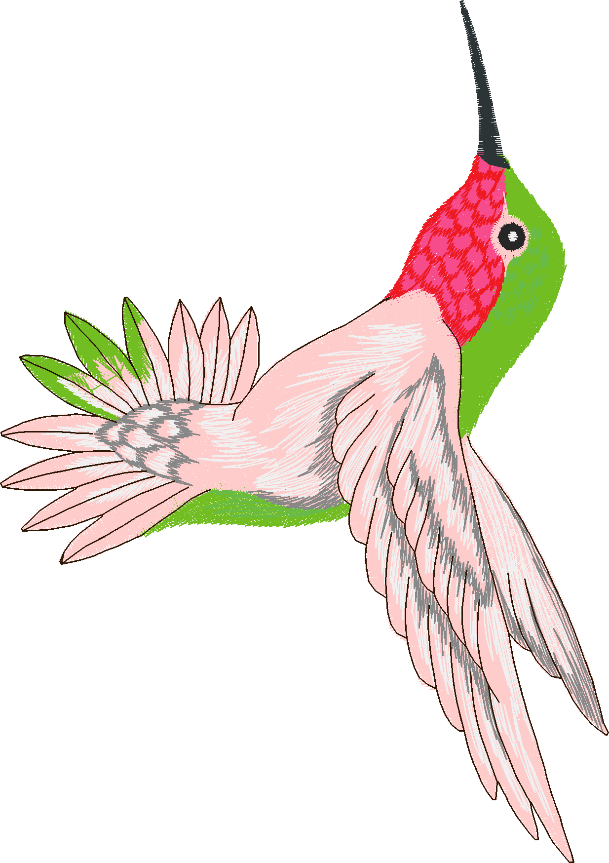 Humming Birds 1  (5)