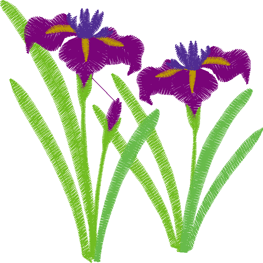 Iris 1  (15)