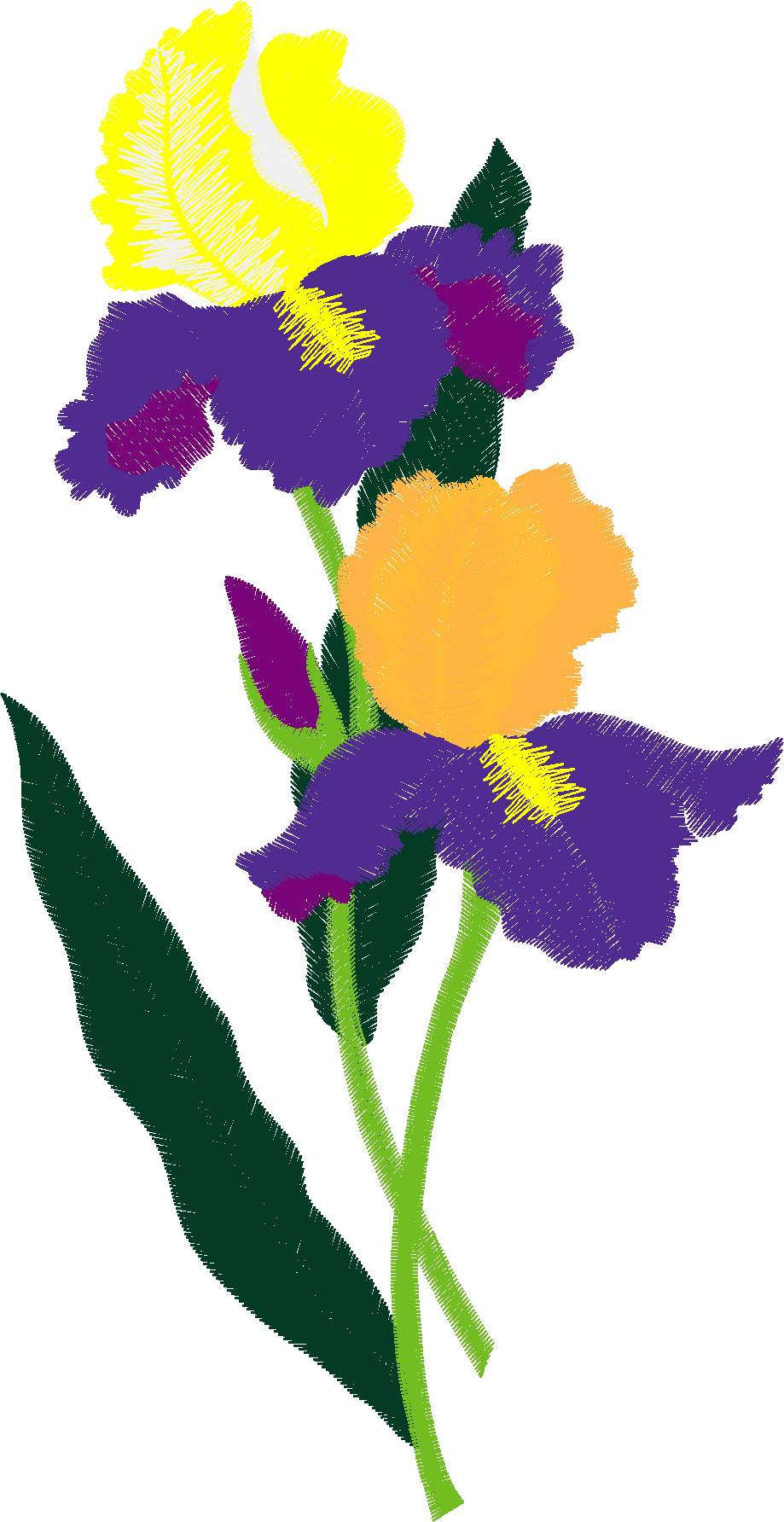 Iris 1  (2)