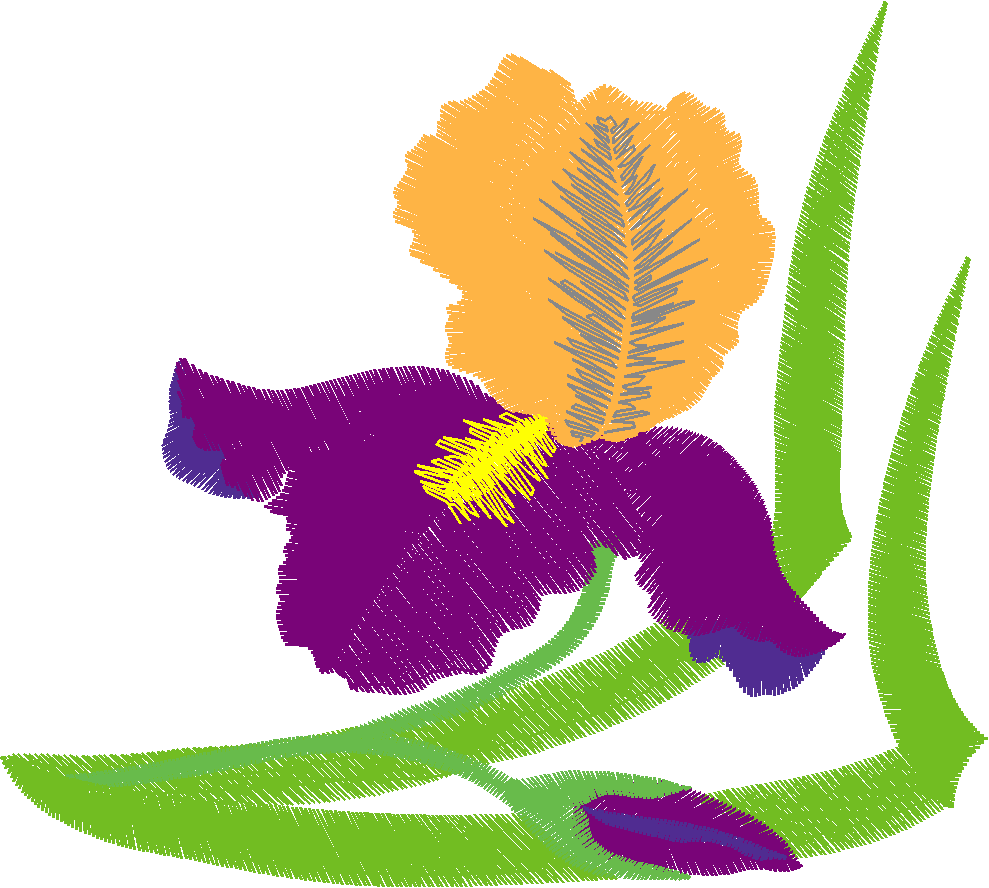 Iris 1  (5)