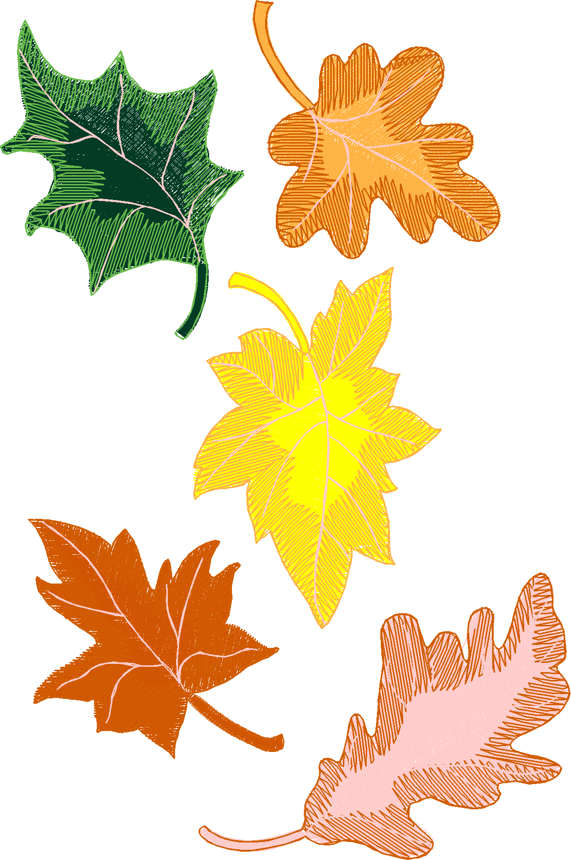 Jumbo   Autumn 1  (6)