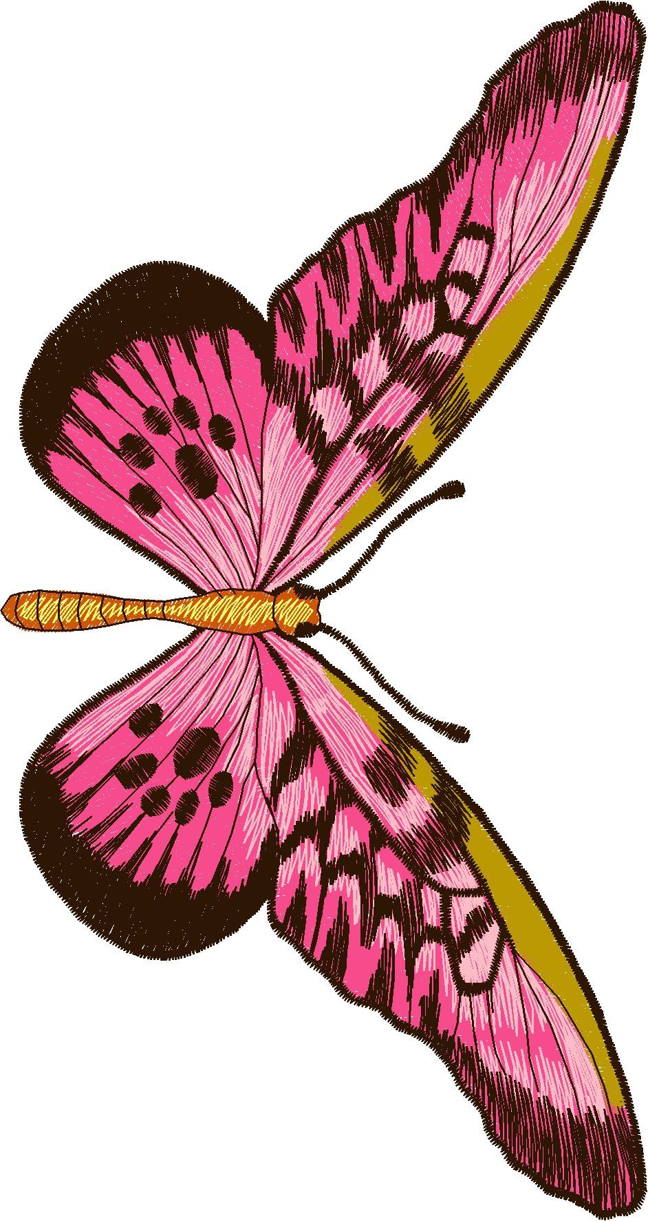 Jumbo   Butterflies 1  (1)