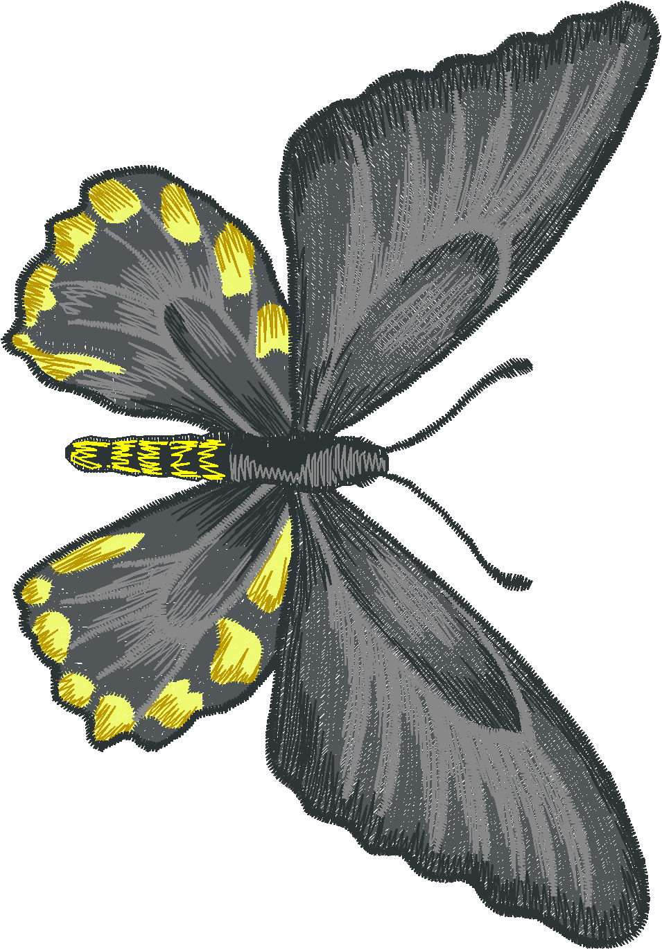 Jumbo   Butterflies 1  (12)