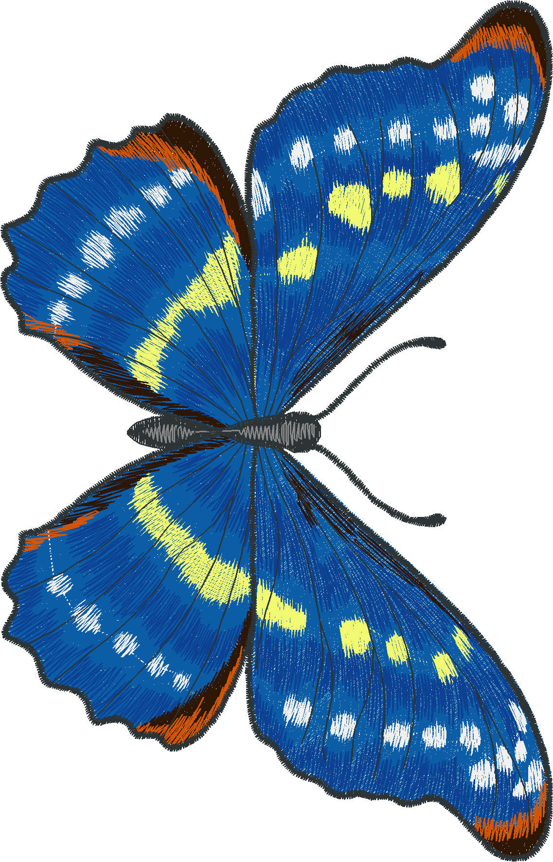 Jumbo   Butterflies 1  (3)