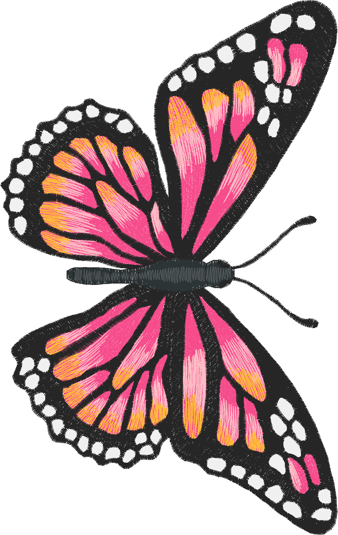 Jumbo   Butterflies 1  (4)