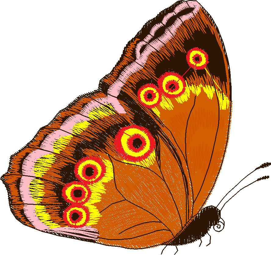 Jumbo   Butterflies 1  (6)