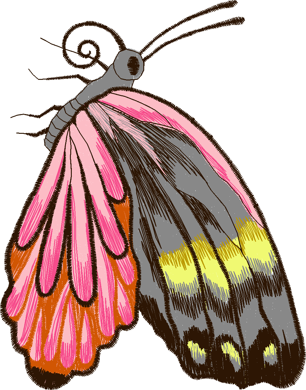 Jumbo   Butterflies 1  (8)