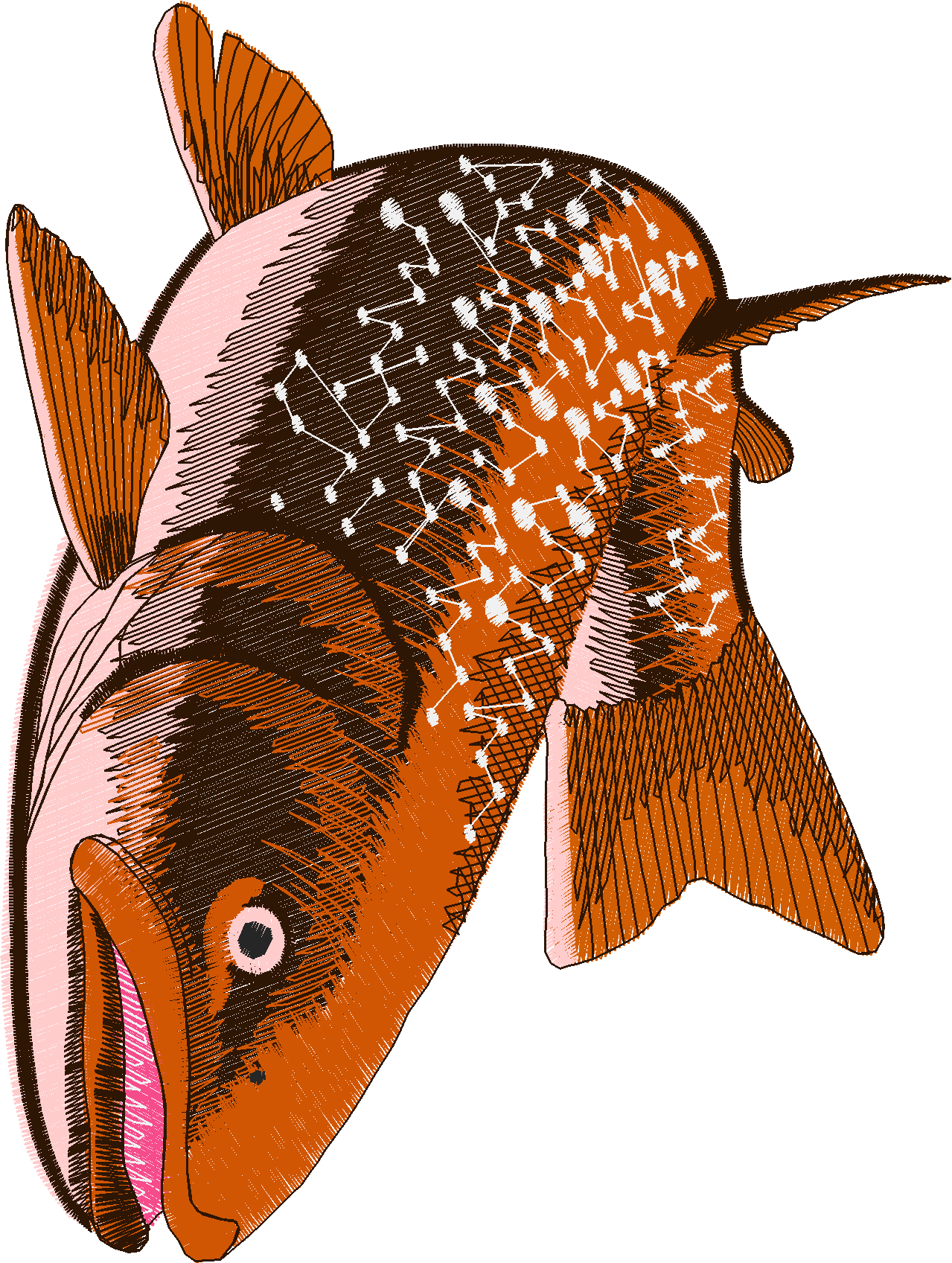 Jumbo   Fish 1  (10)