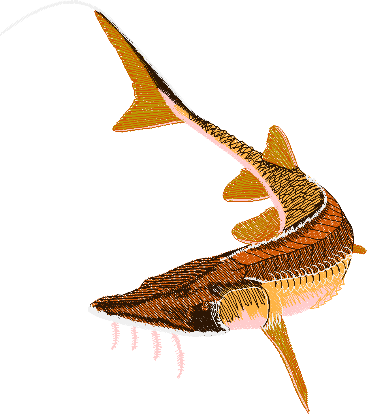 Jumbo   Fish 1  (11)