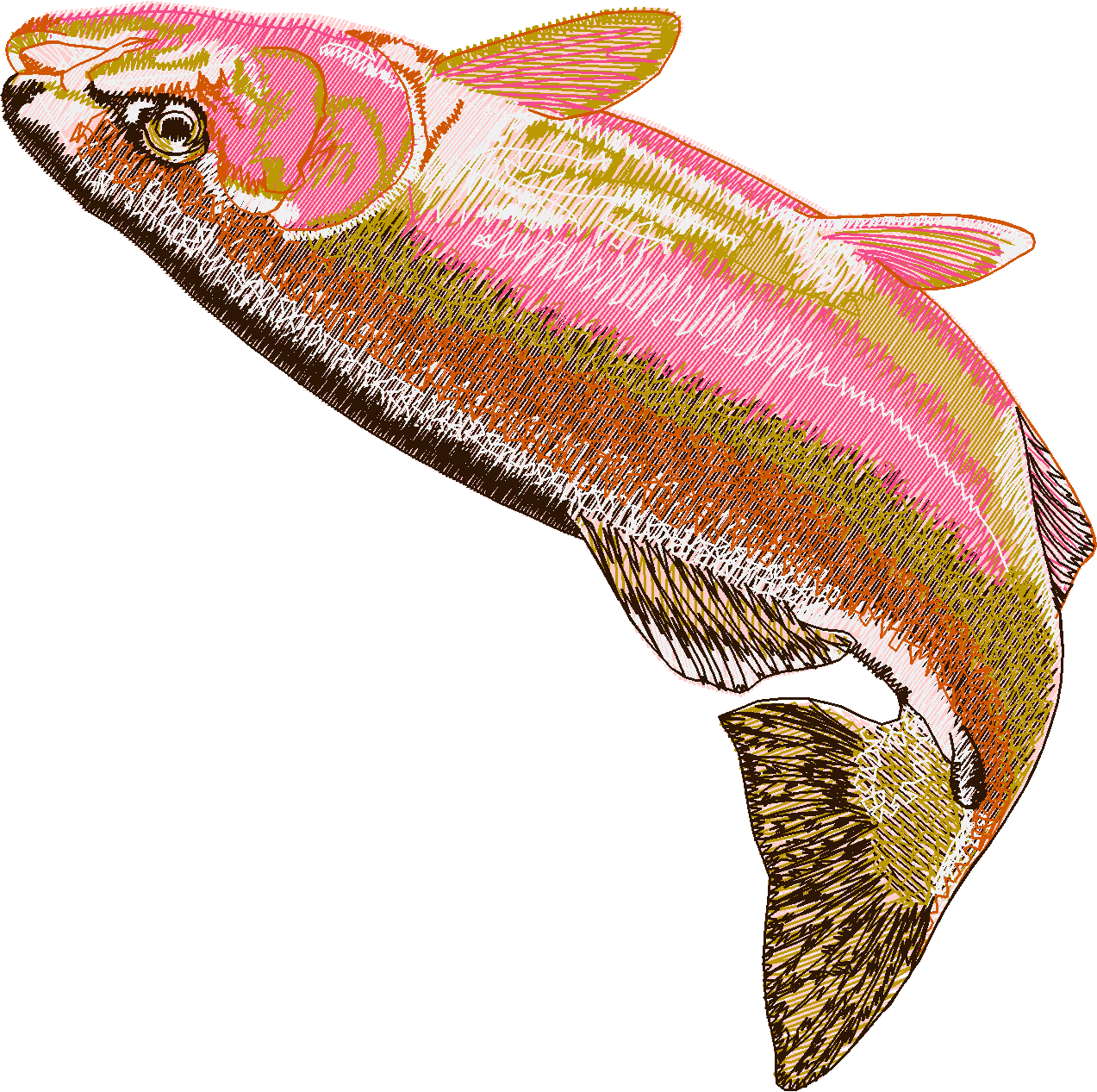 Jumbo   Fish 1  (8)