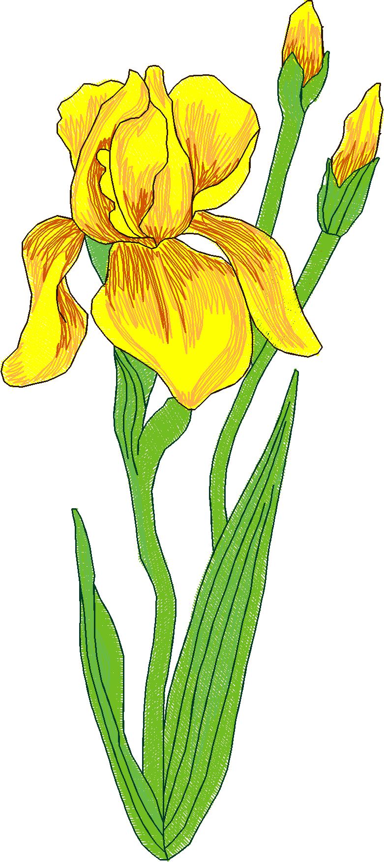 Jumbo   Flowers 1 (12)