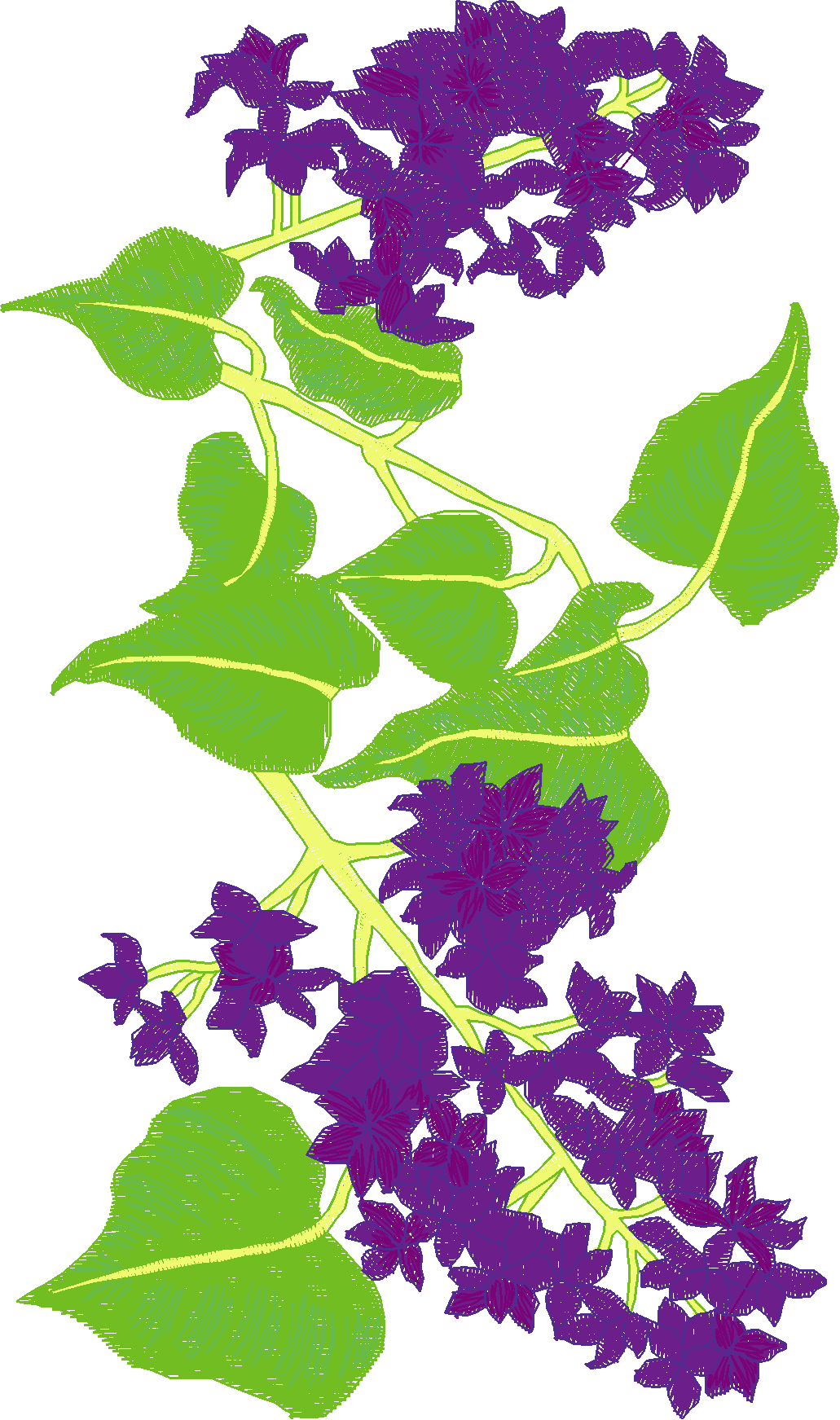 Jumbo   Flowers 1 (6)