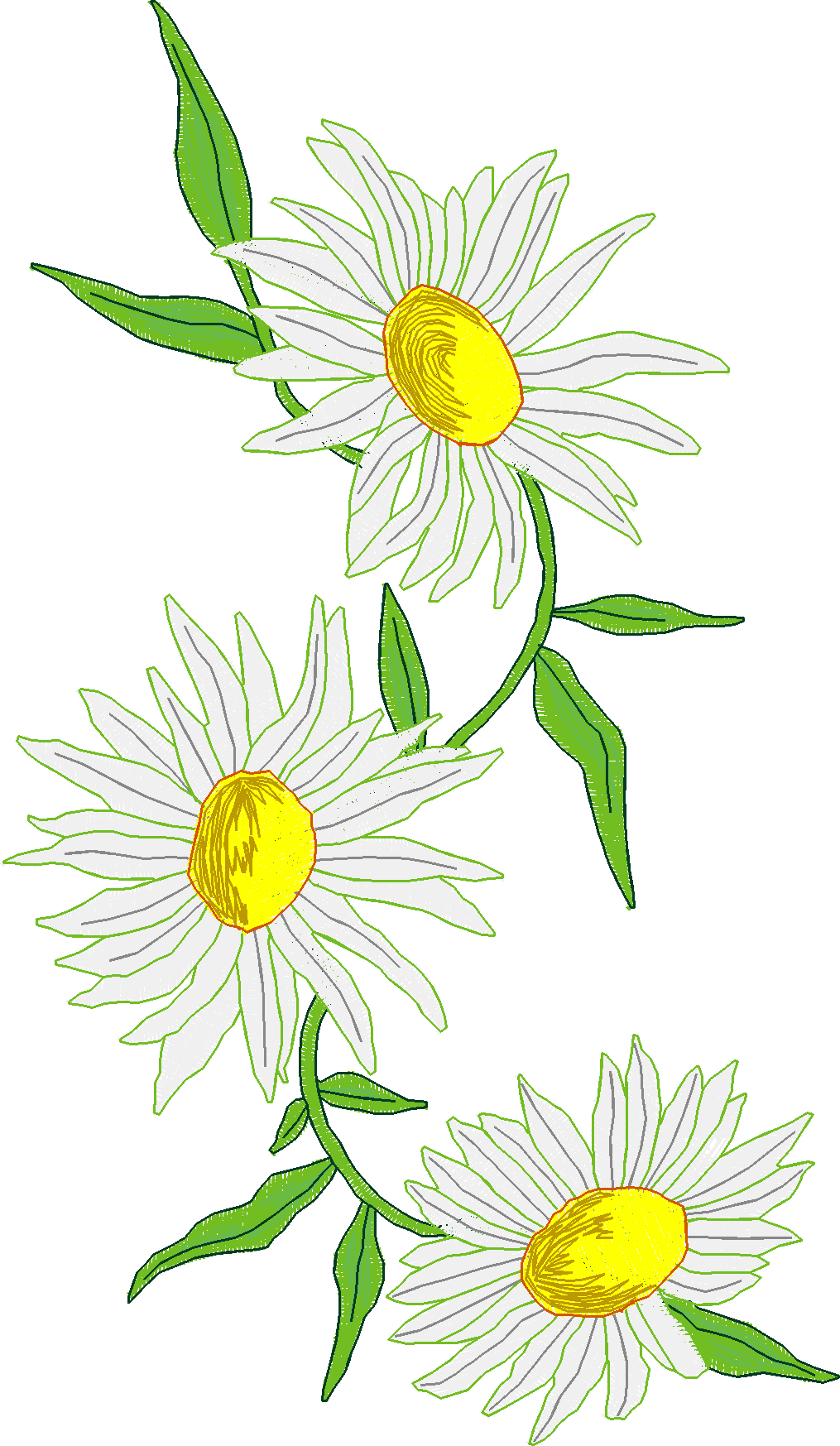 Jumbo   Flowers 1 (8)