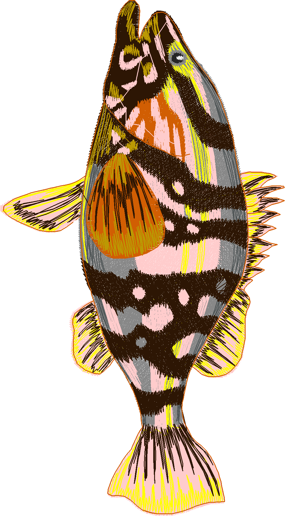 Jumbo   Game Fish 1  (11)