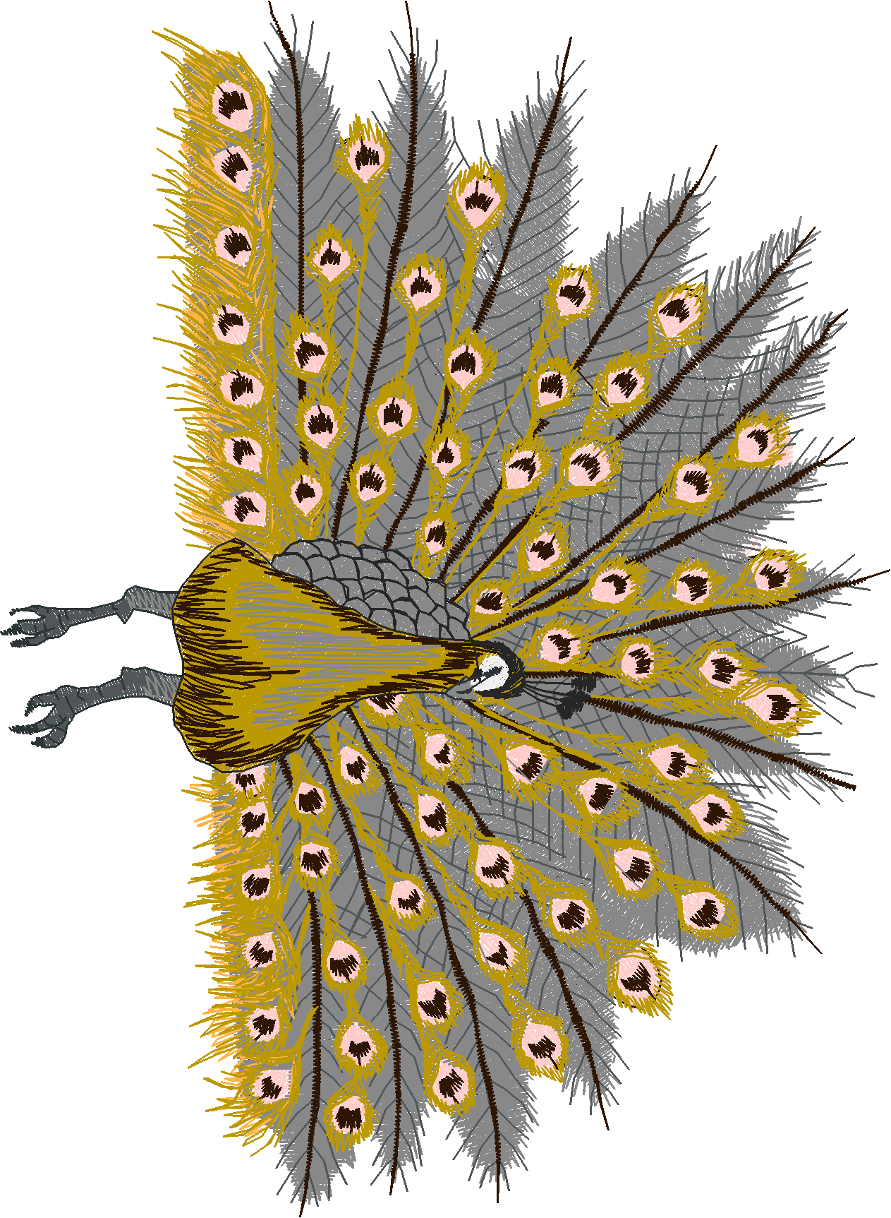 Jumbo   Peacocks 1  (1)