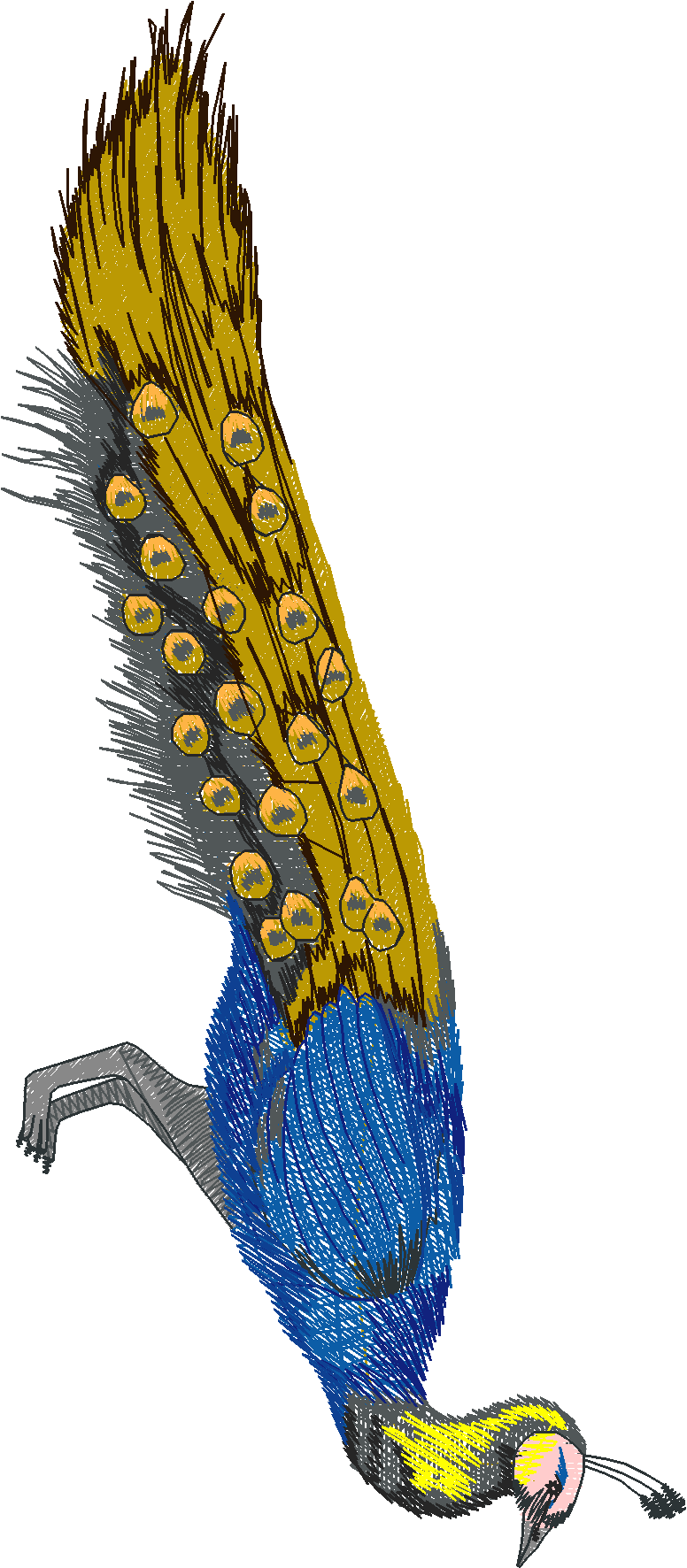 Jumbo   Peacocks 1  (10)